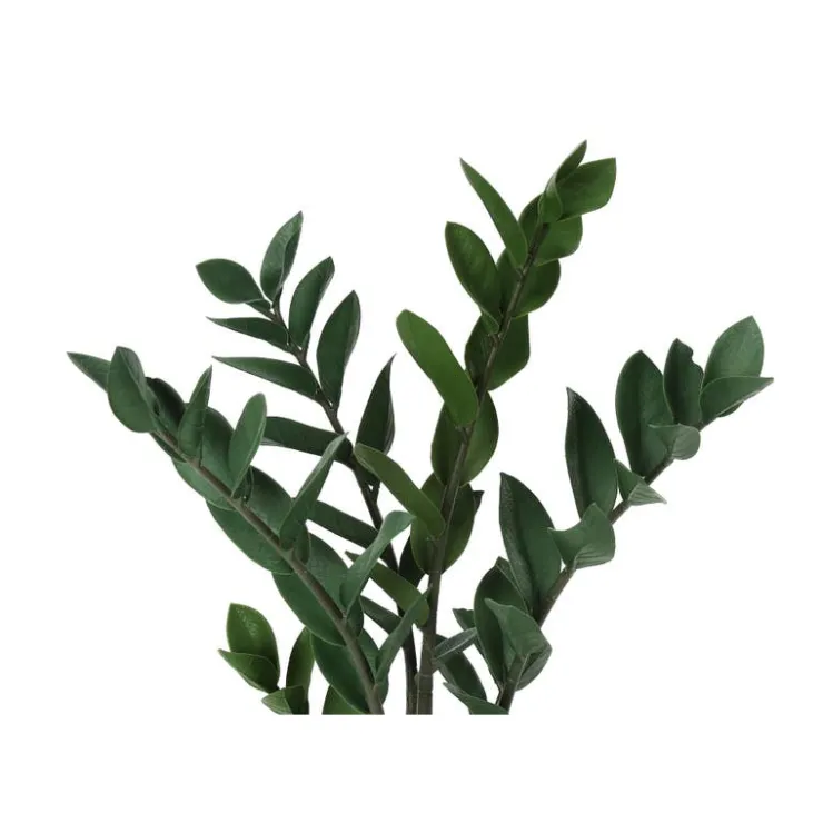 Monarch Artificial plant - 29"h / indoor zz in a 6" pot Green Outlet